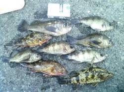 箱作　メバリング釣行は表層でアタリ多数　ボ…