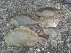 泉佐野一文字へカレイ狙いに行って来ました　…