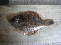 泉佐野一文字　周りの状況も厳しい中、投げ釣…