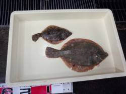 釣り納めは泉佐野一文字でのカレイ狙い　自己…