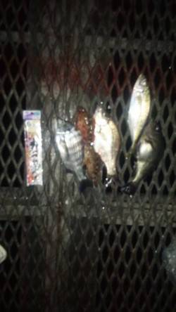 とっとパーク小島　浮き流し釣り・かご釣りで…