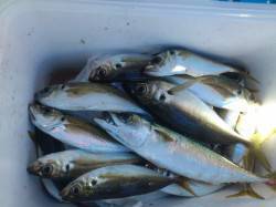 大阪南港でのアジ釣果　サビキ投入後5秒で釣…