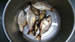 なぎさ公園で早朝アジング　メバルとタナゴが…