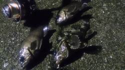 南港周辺　アジングでランガン〜アジは留守で…