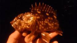 大阪南港　ボトムワインドで短時間の釣り納め…