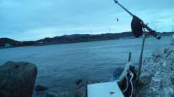 昼からの上げ潮狙いで日高川河口にフカセでチ…