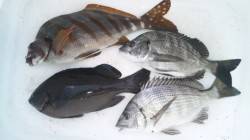 濱ノ瀬漁港　フカセで本命チヌの姿