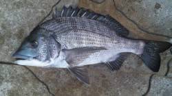 日高川河口　フカセでチヌ狙い釣行、アタリも…