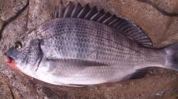 日高川河口フカセでチヌ狙い　本命のチヌ4匹…