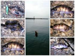 泉佐野　前回低温不活性メバリングのリベンジ…