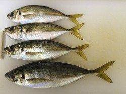 大阪南港　アジングの釣果、27cmの良型アジも釣れています