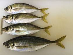 大阪南港　アジングの釣果、27cmの良型ア…