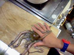 浅茂川周辺でのオクトパッシング　久しぶりの…