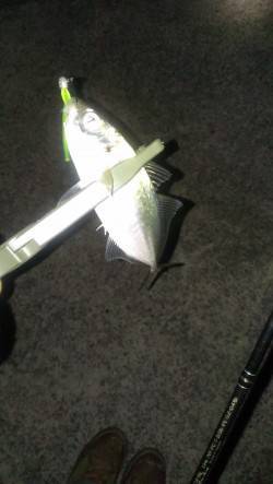 アジングまだ神戸港もいけますよ～目標の上顎…