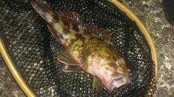 神戸港へメバリングの始まり具合を見に行って…