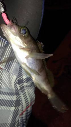 鳥取ノ荘　欲しかったNEWアイテムでメバリ…