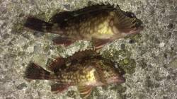 西宮浜　探り釣りでガシラ10~20cm６匹…