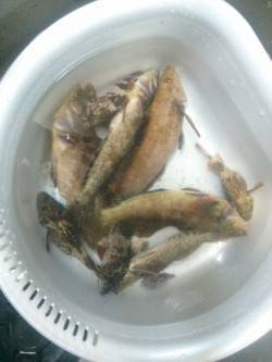 高砂港のテトラにて穴釣りでアイナメとメバル…