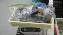 白浜地磯アオリイカ　ヤエンで8、ウキで3、二人で11パイ計6.35kg