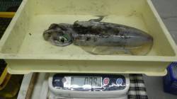 白浜見草漁港でヤエン　寒い中で良型アオリイ…