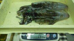 白浜見草漁港でヤエン　寒い中で良型アオリイカ釣れました