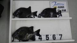 周参見の潮吹でブッコミ釣り　イシガキ３枚の…