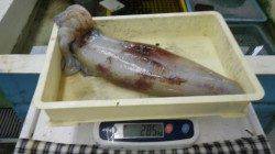 白浜地磯　エギングでアオリイカ2.85kg&1.57kg！