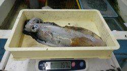 白浜地磯　エギングでアオリイカ2.85kg&1.57kg！