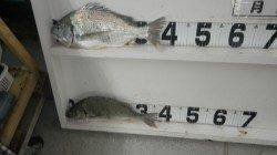 田辺江川漁港、フカセでキビレ2枚