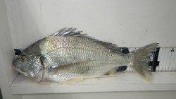 田辺江川漁港、フカセでキビレ2枚