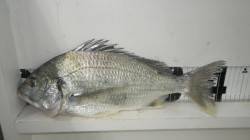 田辺江川漁港、フカセでキビレ2枚