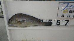 江住の地磯、ちょい投げ大物コロダイ！