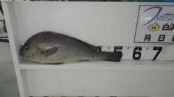 江住の地磯、ちょい投げ大物コロダイ！