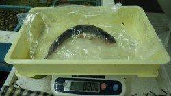 すさみ　ヤエンでアオリイカ420g