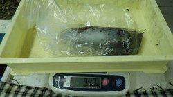 すさみ　ヤエンでアオリイカ420g