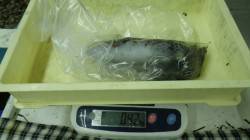 すさみ　ヤエンでアオリイカ420g