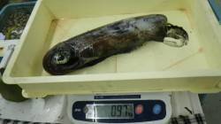 白浜町椿の磯でアオリ970ｇ頭に６杯　アタ…