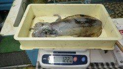 日置地磯にてヤエン釣り　キロUPのアオリイカを３バイ