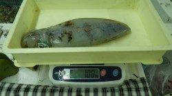 白浜近辺にてエギング　キロUPのアオリイカをキャッチ