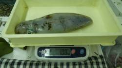 白浜近辺にてエギング　キロUPのアオリイカ…