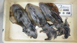 日置地磯にてヤエン釣り　キロUPのアオリイカを３バイ