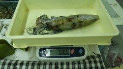 白浜近辺にてエギング　キロUPのアオリイカをキャッチ