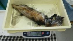 名切崎にてヤエンでアオリキロアップ