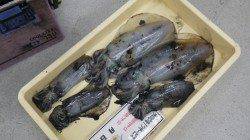 富田　ヤエンでアオリイカ～1.26ｋｇ×5ハイ