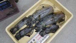 富田　ヤエンでアオリイカ～1.26ｋｇ×5…