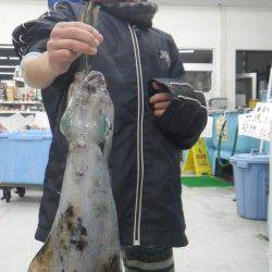 富田　ヤエンでアオリイカ～1.26ｋｇ×5ハイ