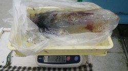 すさみ地磯　エギングでアオリイカ2.31ｋｇ