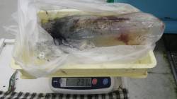 すさみ地磯　エギングでアオリイカ2.31ｋ…