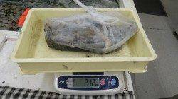 周参見　ヤエンでアオリイカ7ハイ2.12kg