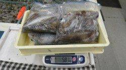 周参見　ヤエンでアオリイカ7ハイ2.12kg